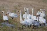 Whooper Swans