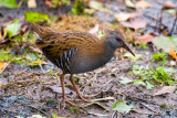 Water Rail