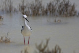 Black Winged Stilt