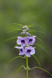 Flower Namibia