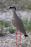 Crowned Lapwing