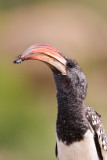 Monteiros Hornbill