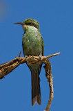 Swallowtail Bee Eater