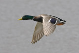 Mallard in Flight