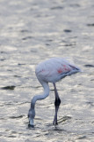 Greater Flamingo