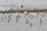 Curlew Sandpipers and Little Stint in Flight