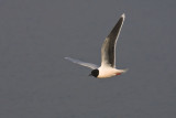 Little Gull