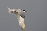 Common Tern