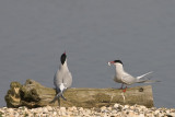 Arctic Terns Courting