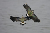Lapwing in Fight