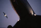 DS070203141657 bird+jet.jpg