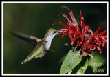 HUMMINGBIRD-6708.jpg