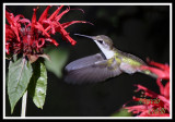 HUMMINGBIRD-6712.jpg