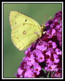 CLOUDED SULPHER BUTTERFLY-7414.jpg