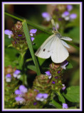 CABBAGE WHITE IN FLIGHT-6261.jpg