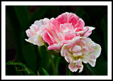 WHITE AND PINK DOUBLE TULIPS_2208.jpg