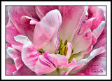 RASPBERRY SWIRL ELEGANCE _2204-Lb.jpg