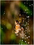 Spider in the rain.