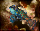 Mating mandarin fish.