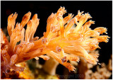 Pulsing soft coral (Xeniid).