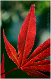 Japanese maple (backlit, of course).