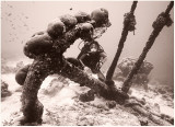 Anchor, Calabas Reef, Bonaire.