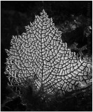 Coral.