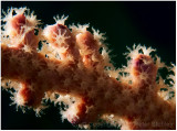 And more polyps.