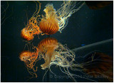Jellyfish reflections.