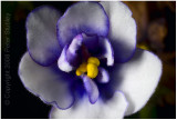 African violet