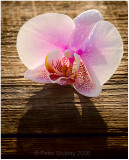 Orchid on cedar