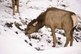 Elk Calf