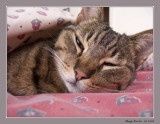 Ramses