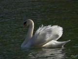 Swan with same problem as the Plumeria!!