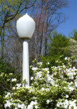 Street Light and Azaleas