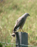 Roadside Hawk