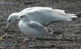 2nd Cycle Glaucous Gull besides a 1st Cycle Ring-billed Gull