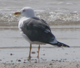 Alternate Plumaged Lesser Black-backed Gull