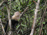 Capuchin Monkey Damas Island.jpg