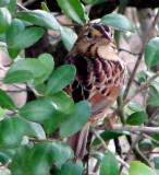 Henslows Sparrow