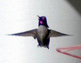 Costas Hummingbird, Male