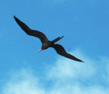 Male Magnificent Frigatebird