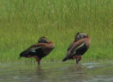 Black-bellied Whistling-Duck