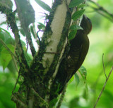 Rufous-winged Woodpecker