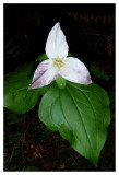 Trillium