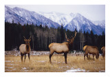 bull Elk Banff 2