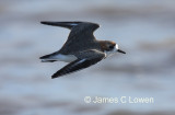 Double-banded Plover