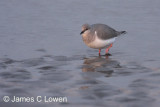 Magellanic Plover