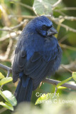 Ultramarine Grosbeak