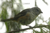 Grey-throated Warbling-finch